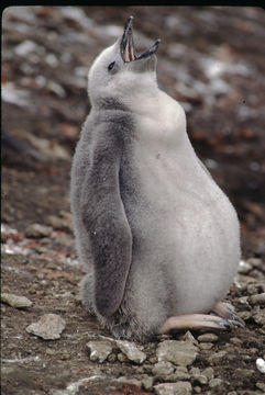 Image of Chinstrap Penguin