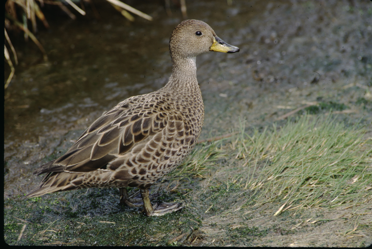 Image of South Georgia Pintail