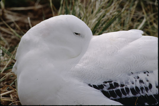 Image of Wandering albatross