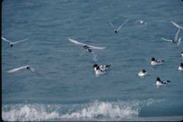 Image of Antarctic Tern