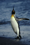 Image of King Penguin