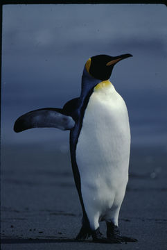 Image of King Penguin