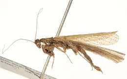 Image of Iridopteryginae