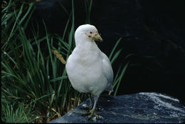 Image of American Sheathbill