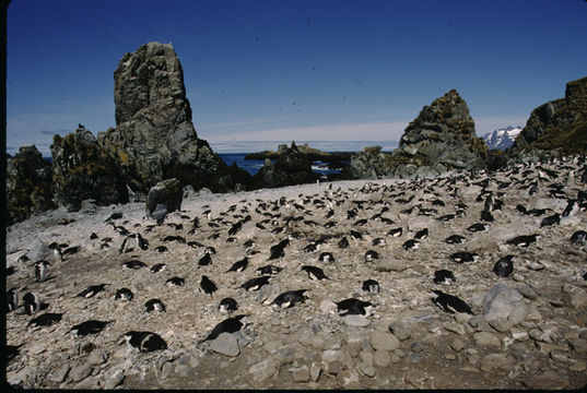 Plancia ëd Pygoscelis antarcticus (Forster & JR 1781)