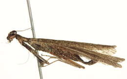 Image of Iridopteryginae
