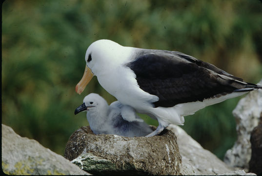 Image of Black-browed Albatross