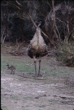 Image of Common Emu