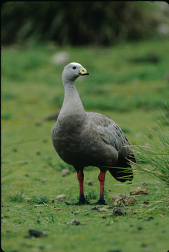 Image of Cape Barren Goose