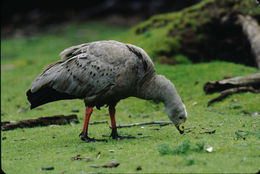 Image of Cape Barren Goose