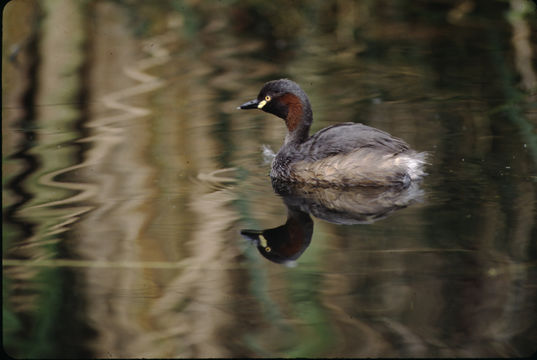 Image of Australasian Grebe