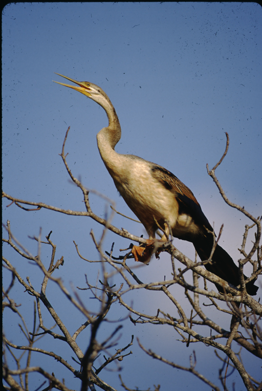 Image of Australasian Darter