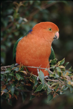 Image of Australian King Parrot