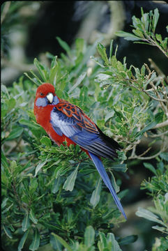 Platycercus elegans elegans (Gmelin & JF 1788) resmi