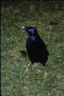 Image of Satin Bowerbird