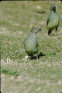 Image of Satin Bowerbird