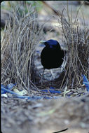 Image of Satin Bowerbird