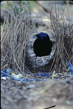 Image of Satin Bowerbird