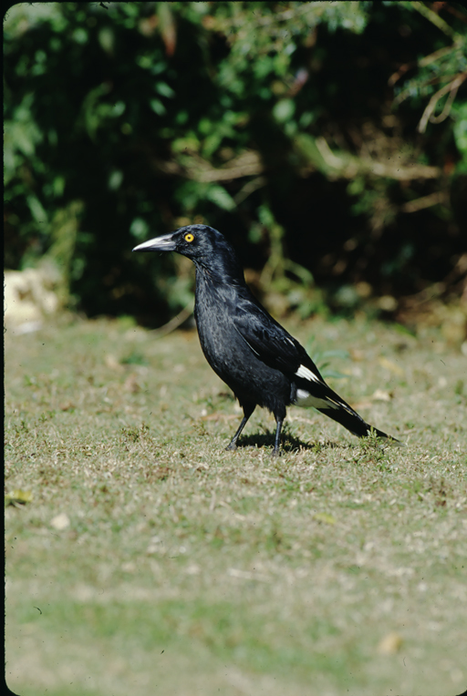 Image of Pied Currawong