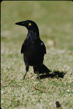 Image of Pied Currawong