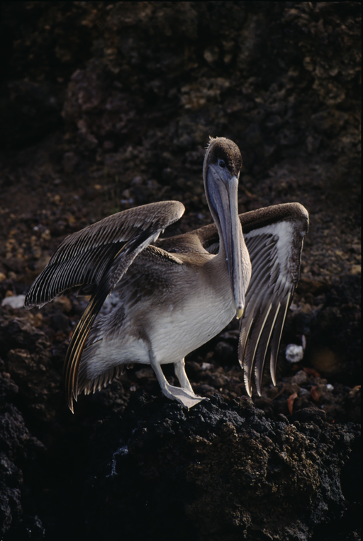 Image of Brown Pelican