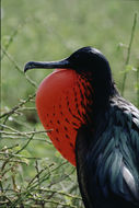 Image of Magnificent Frigatebird