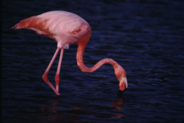 Image of American Flamingo