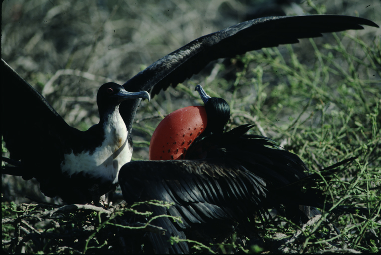 Image of Great Frigatebird