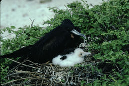 Image of Great Frigatebird