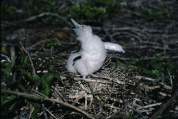 Image of Great Frigatebird