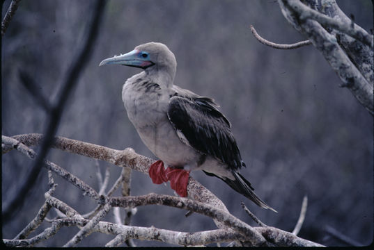 Image of Red-footed Booby