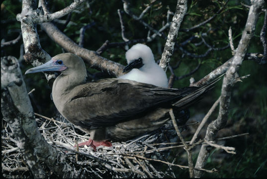 Image of Red-footed Booby