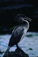 Image of Flightless Cormorant