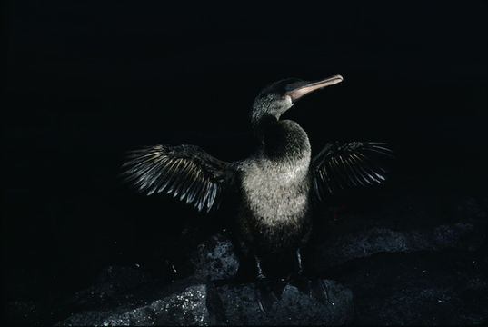 Image of Flightless Cormorant