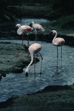 Image of Lesser Flamingo