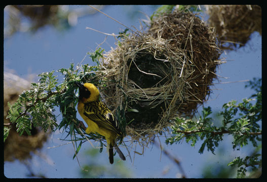 Image of Speke's Weaver