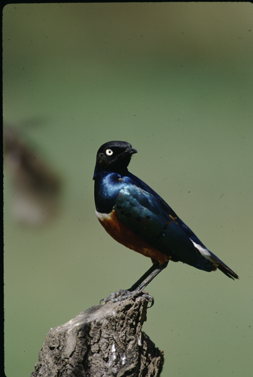 Image of Superb Starling