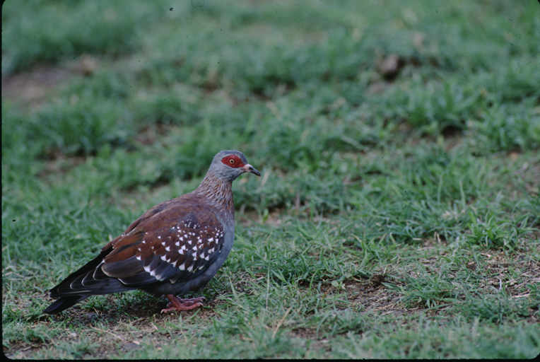 Image of Speckled Pigeon