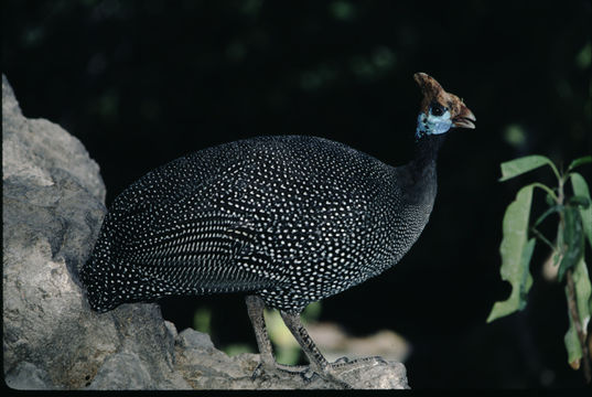 Image of Helmeted Guineafowl