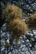 Image of White-browed Sparrow-Weaver