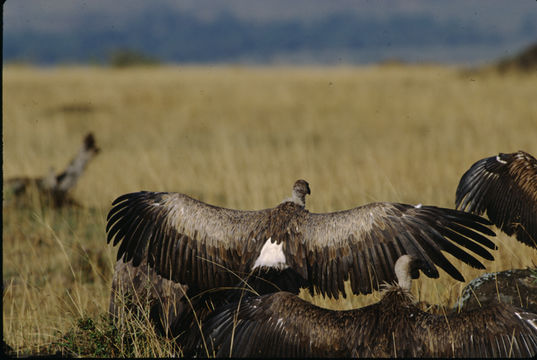 Image of White-backed Vulture