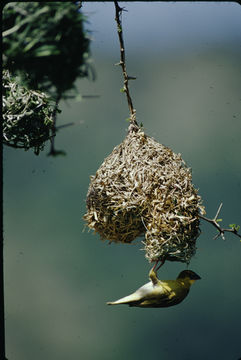 Image of Village Weaver