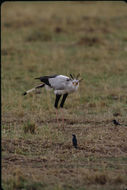 Image of Secretarybird