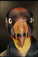 Image of King Vulture