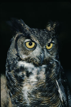 Image of Great Horned Owl