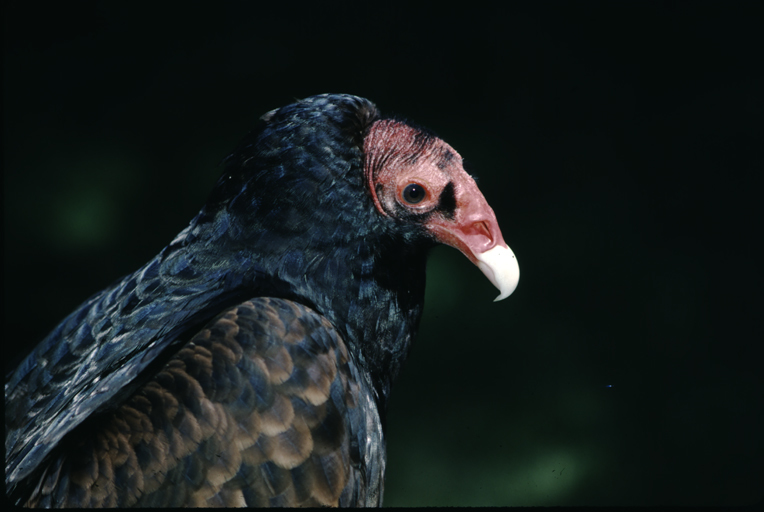 Image of Turkey Vulture