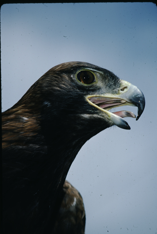 Image of Golden eagle