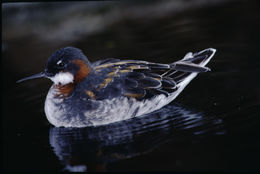 Image of Red-necked Phalarope