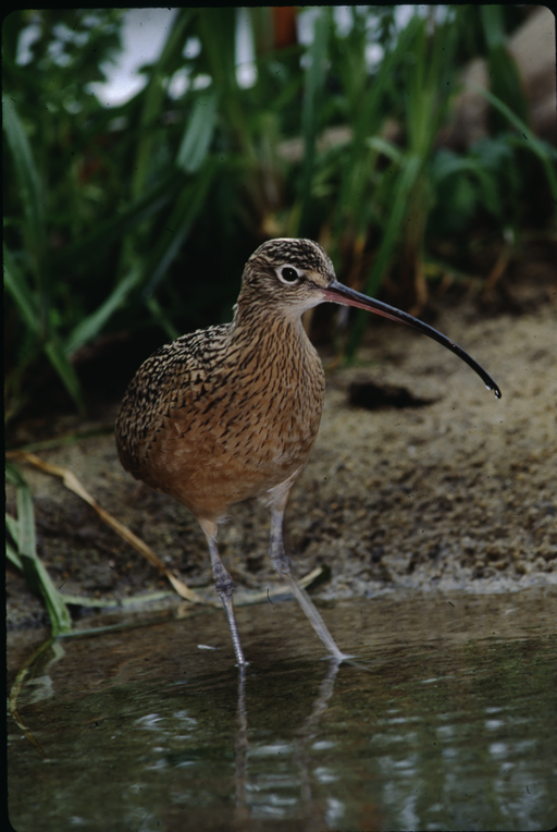 Image of Long-billed Curlew