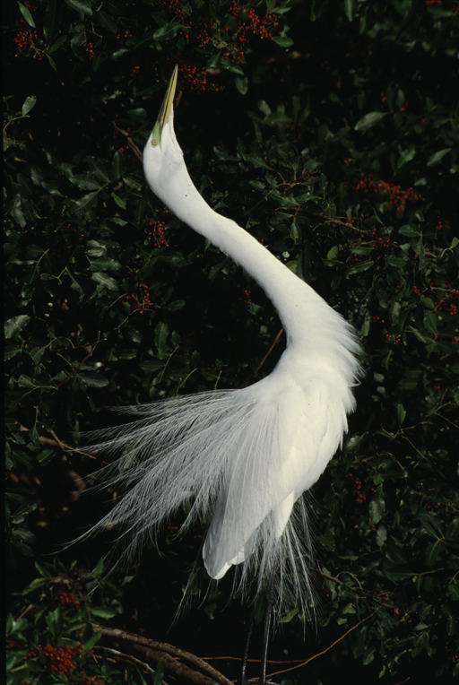 Image of Great Egret